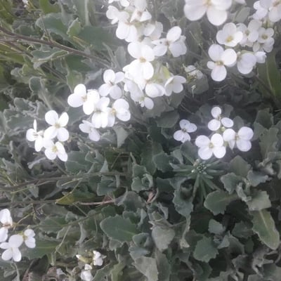 Arabis caucasica — flower