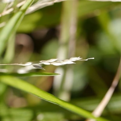 Agrostis canina — flower