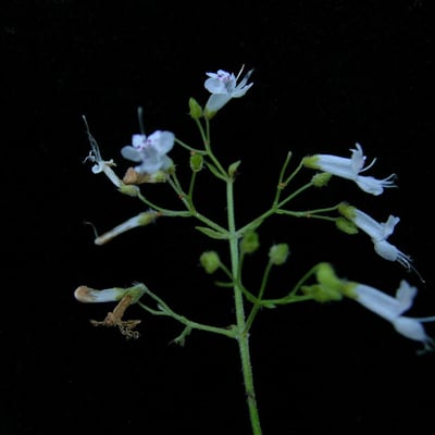 Isodon lophanthoides — habit