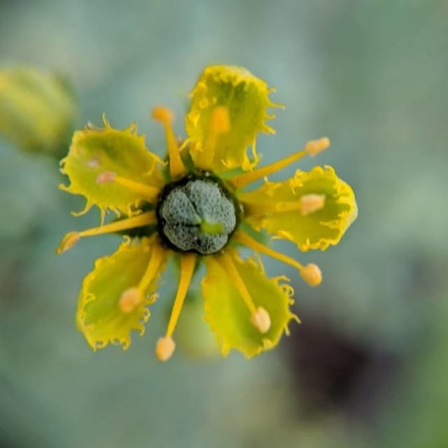 Ruta graveolens — flower