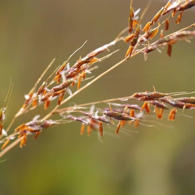 Sorghastrum nutans — flower