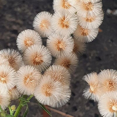 Phagnalon rupestre — flower