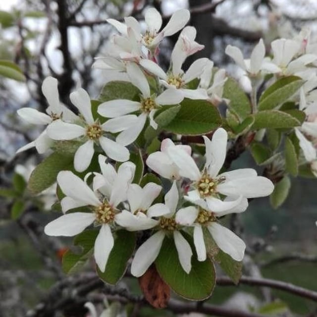 Amelanchier ovalis — flower