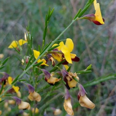 Bossiaea heterophylla — flower
