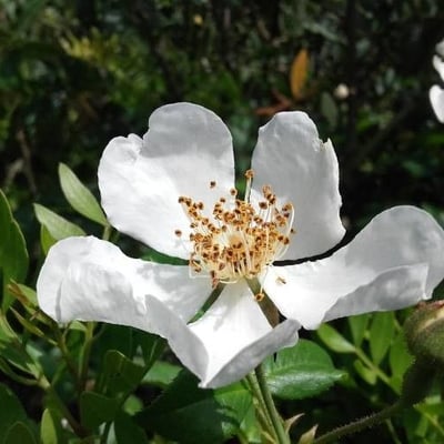 Rosa sempervirens — flower