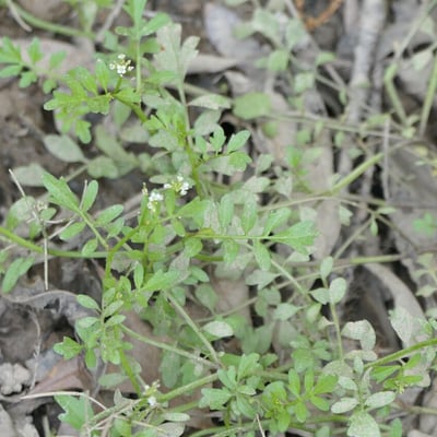 Cardamine pensylvanica — habit