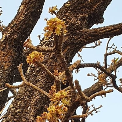 Vitex doniana — flower