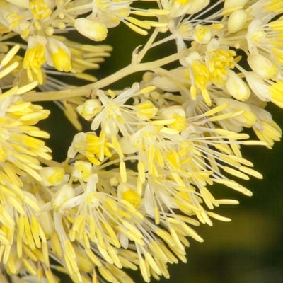 Thalictrum lucidum — flower