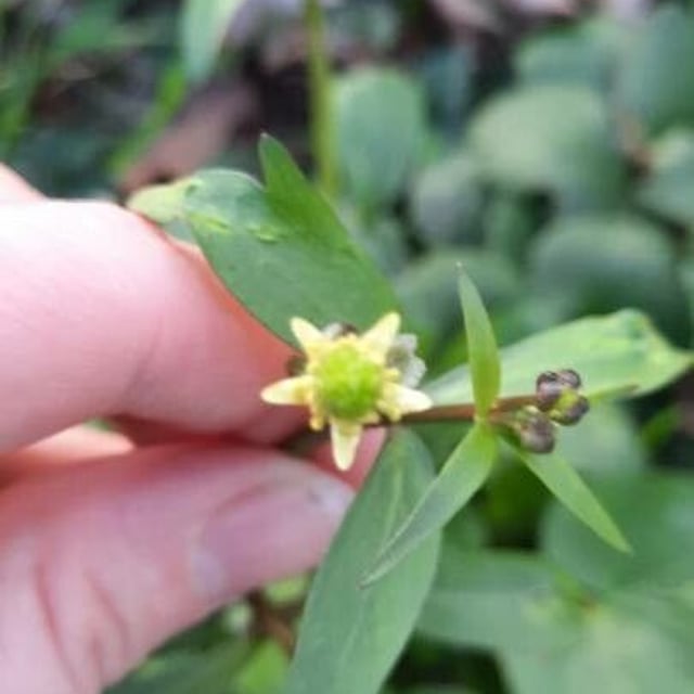 Ranunculus abortivus — flower