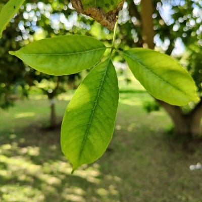 Casimiroa edulis — leaf
