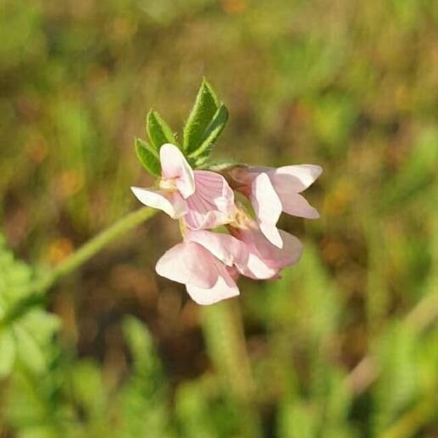 Ornithopus sativus — flower