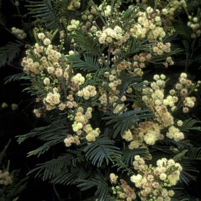 Acacia decurrens — flower