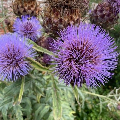 Cynara cardunculus — flower