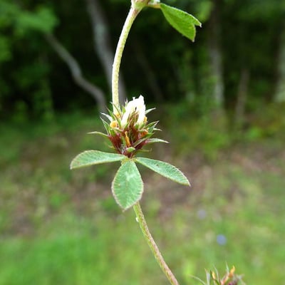 Trifolium scabrum — flower