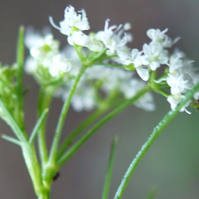 Bunium bulbocastanum — flower