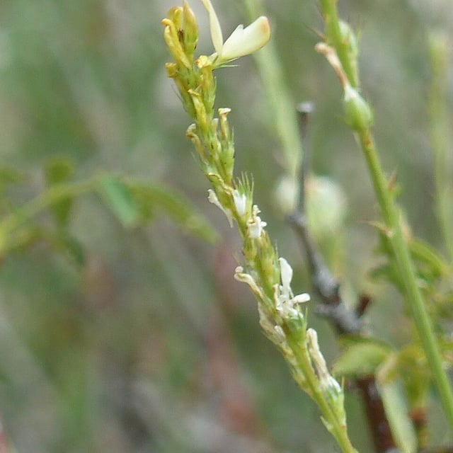 Onobrychis saxatilis — flower