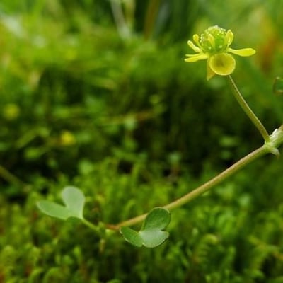 Ranunculus hyperboreus — habit
