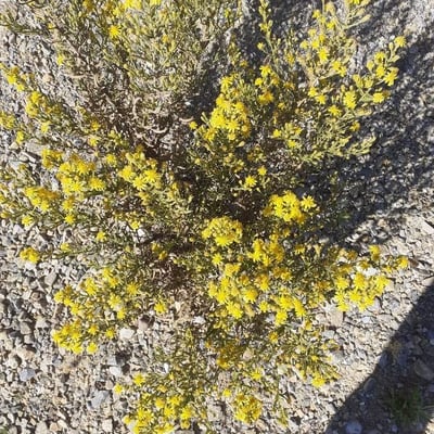 Gutierrezia sarothrae — flower