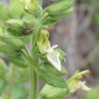 Teucrium flavum — flower