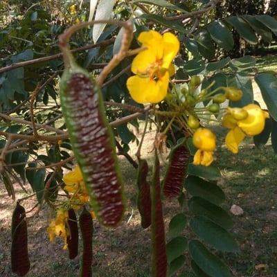 Senna silvestris — fruit