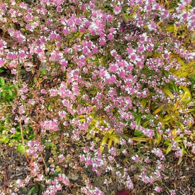 Symphyotrichum lateriflorum — flower