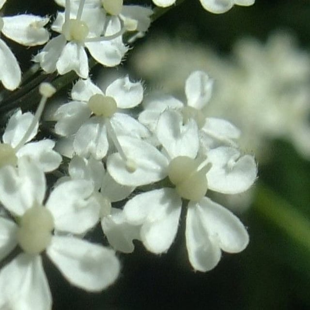 Chaerophyllum villarsii — flower