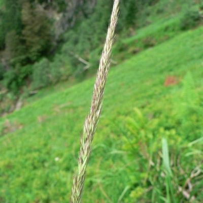 Calamagrostis arundinacea — flower