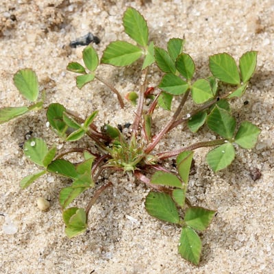 Trifolium suffocatum — habit