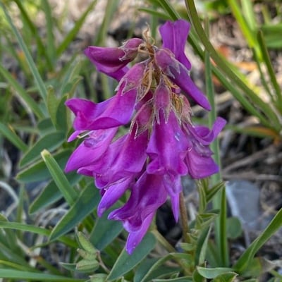 Hedysarum hedysaroides — flower
