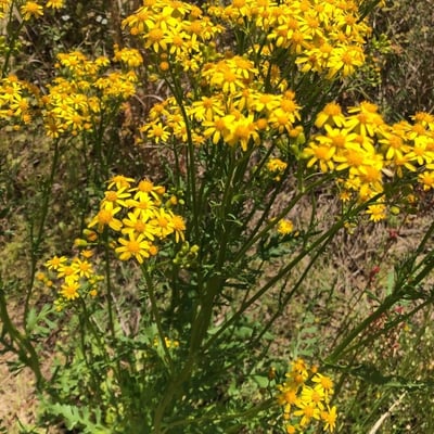Senecio integerrimus — flower