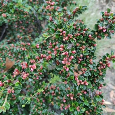 Cotoneaster horizontalis — flower