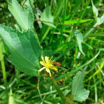Triumfetta rhomboidea — flower