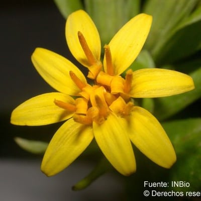 Trixis inula — flower