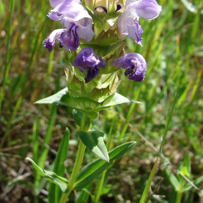 Prunella hyssopifolia — flower