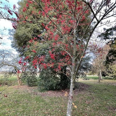 Sorbus commixta — habit