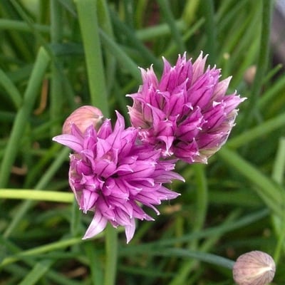 Allium schoenoprasum — flower