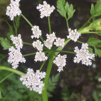 Oenanthe aquatica — flower