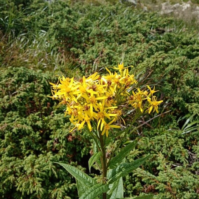 Senecio triangularis — flower