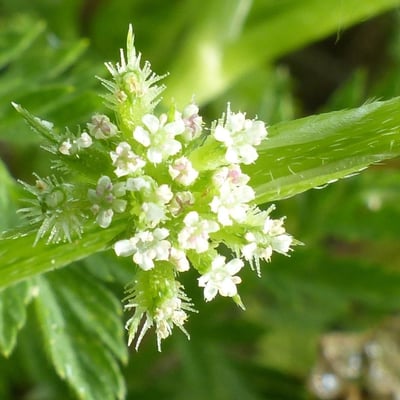 Torilis nodosa — flower