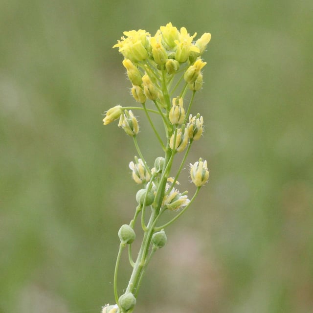 Neslia paniculata — flower