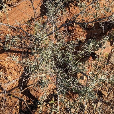 Acacia victoriae — habit