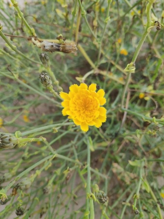 Launaea fragilis