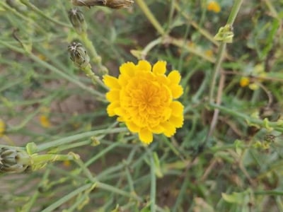 Launaea fragilis