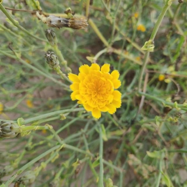 Launaea fragilis