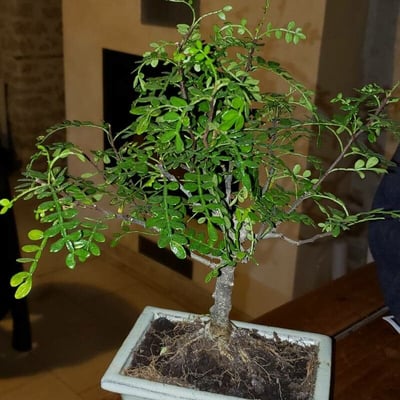 Zanthoxylum fagara — leaf