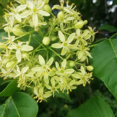Ptelea trifoliata — flower