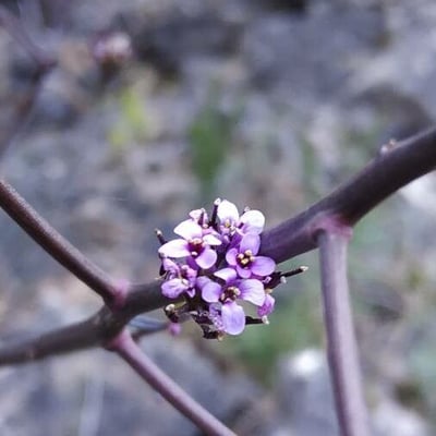 Iberis linifolia — flower