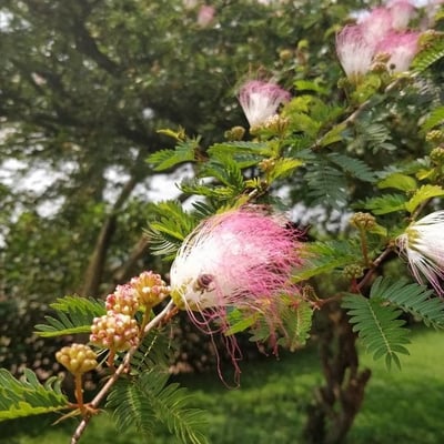 Albizia lebbeck — flower