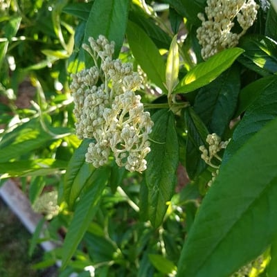 Cotoneaster salicifolius — flower