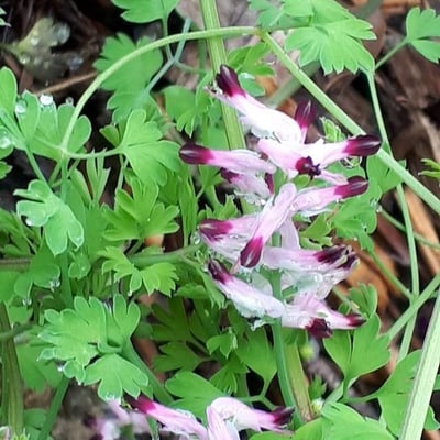 Fumaria capreolata — flower